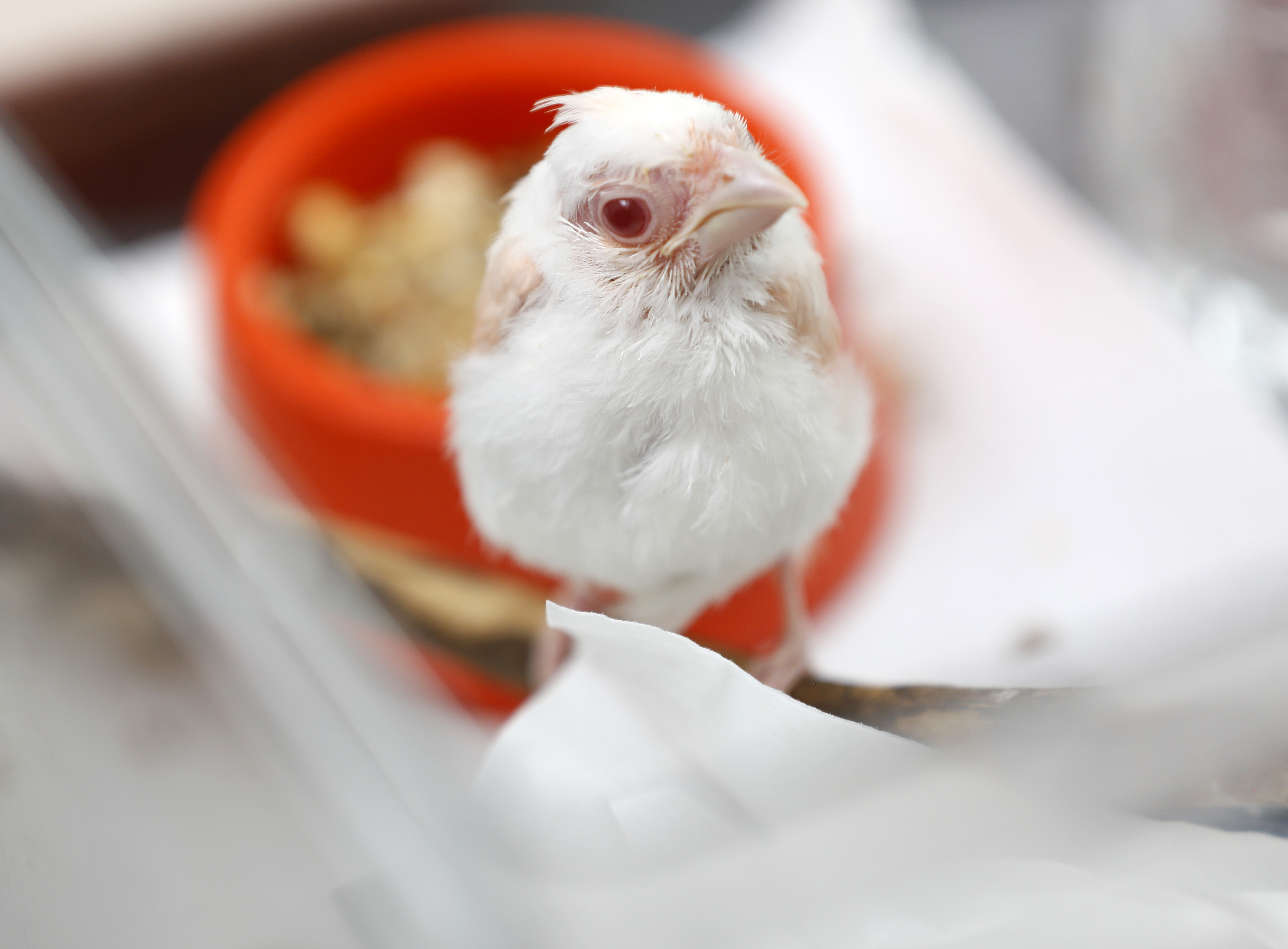 Wildlife rehab center caring for rare albino cardinal - The Blade