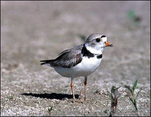 Only 30 nesting pairs of piping plovers are known to live in the Great Lakes region.