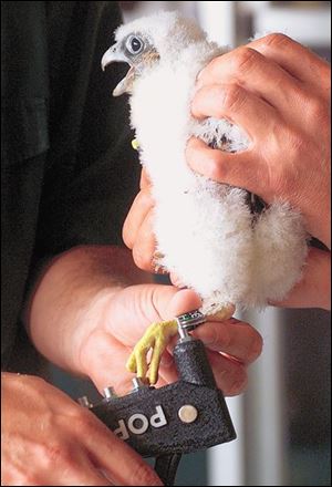 cty falcon21p B May 21, 2001. ODNR officials Dave Scott and Bill Roshak band one of four baby peregrine falcons Monday morning at the Commodore Perry. Blade photo by Jeremy Wadsworth