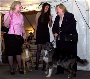 FUR FLIES: From left, Aimee Faykosh, Aimee St. Amaud, and Michelle Paled keep grips on Belle and Rags, canines ready for adoption at the Toledo Humane Society's Furball.