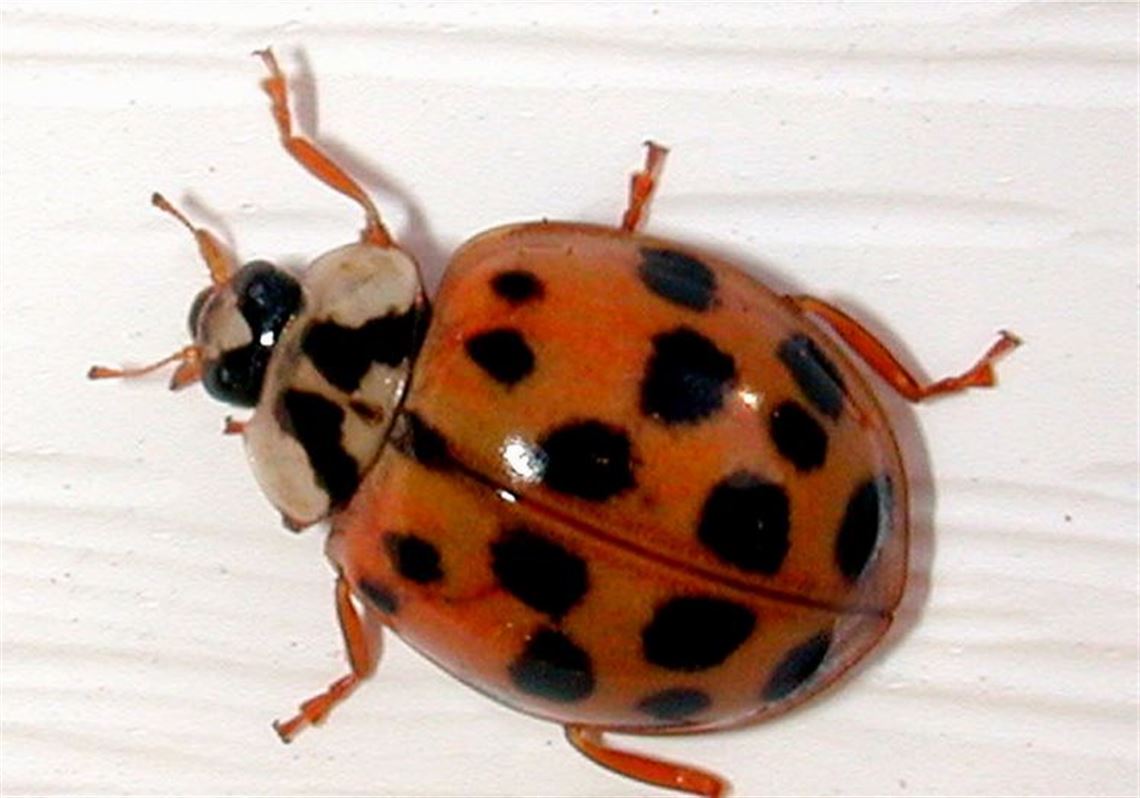 Ladybug Pest Control Dayton Ohio | Pest Control