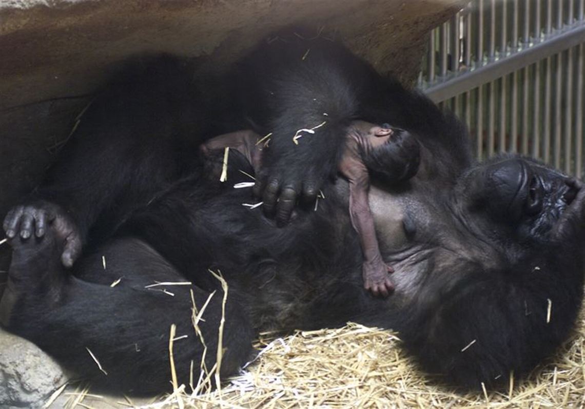 Gorilla mom, baby reported doing well | The Blade