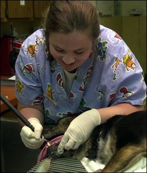 Veterinarian technician Lisa Smith cleans the teeth of Sammy, a dog that is one of thousands of pets treated at the facility on West Laskey Road in Toledo.