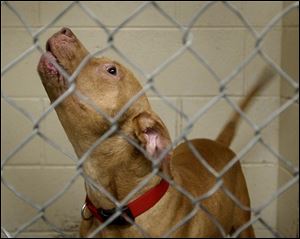 A pit bull terrier confiscated in a raid this week on Fernwood Avenue awaits its fate at the county dog warden's complex.