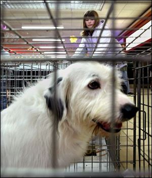 Camille Isaacs takes a look at the selection of animals available at the shelter.