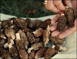 Morel mushrooms are usually found in the wild from late March until mid-May.
