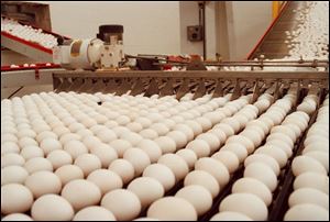 Eggs delivered from the hens by conveyor belts are lined up to be cleaned and probed for defects at the Buckeye Egg Farm. 