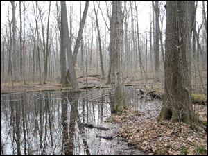 If Paulding County can add a parking lot and a hiking trail or two, Forrest Woods Nature Preserve will be its first park.