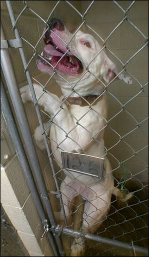 A pit bull struggles to get out of his pen at the county dog warden's headquarters.