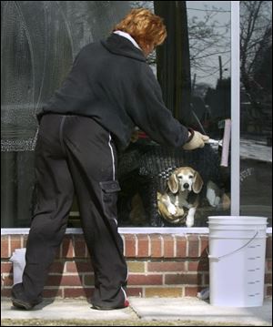 ROV DOGGIE IN THE WINDOW 2/18/04 BY LORI KING This doggie in the window is not for sale, because Norton, an 11-year-old beagle, belongs to Chris Sell, who is cleaning the windows at her 131st Street home in Point Place in preparation for spring.