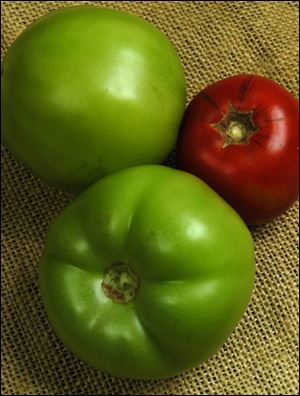 Unripe and ripe traditional tomatoes.