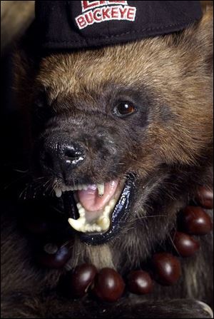 Among the animal trophies is a wolverine wearing an Ohio State hat and a necklace made of buckeyes.