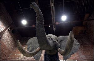 A stuffed elephant head hangs in the hunting trophy museum in Columbus Grove's former Power and Water Building.