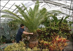 Tom Speir, the greenhouse foreman for Sandusky, prunes a palm tree that will give the city the look of a tropical paradise during the summer. Sandusky has won national recognition for its displays of tropical plants and floral murals.