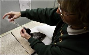 Wildlife center founder Mona Rutger treats a duck in preparation to return it to its habitat.