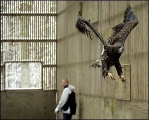 An eagle takes flight at Back to the Wild rehabilitation center, as staff member Melissa Plummer watches.