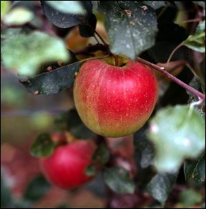 Spraying to protect fruit from pests and diseases starts in early spring, when tiny buds are on the trees.