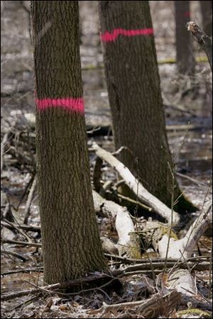 Pearson Metropark has 2,000 ash trees slated to be cut down and destroyed because of the infestation by the emerald ash borer.