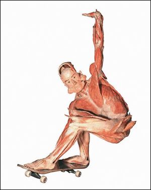 A skateboarder is one of 20 dynamically posed
cadavers on display at the  Body Worlds 2  exhibit at
the Great Lakes Science Center in Cleveland.