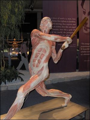 A plastinate of a baseball player shows the way all of the body s muscles work together to swing a bat.