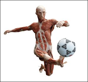 A soccer player is one of  the 20 dynamically posed cadavers on display at the  Body Worlds 2  exhibit at the Great Lakes Science
Center in Cleveland.