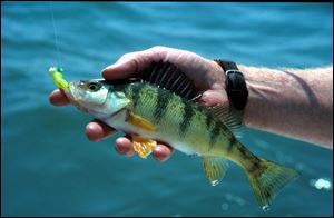 The yellow perch population suffered dwindling numbers in Lake Erie in the early 1990s, prompting stricter quotas.