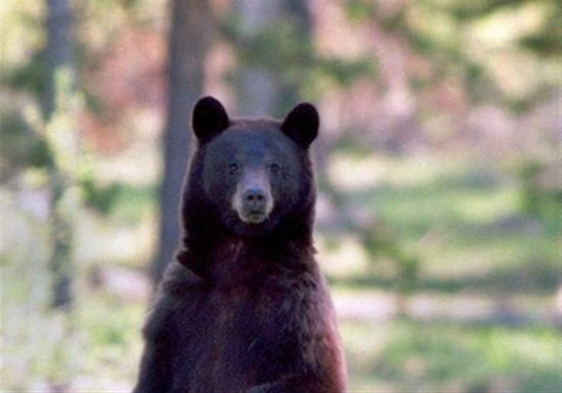 Black bear spotted in Wadsworth neighborhood