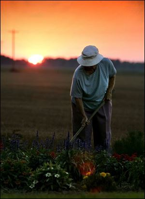 ROV sunset Jasper, MI resident Joan Herr works by the light of sunset in her flower garden along M52, July 31, 2005. The blade/Lori King