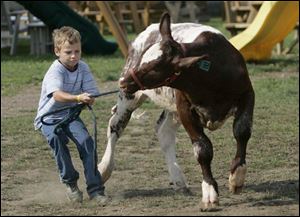 Steven Speck, 9, of Bowling Green has his hands full as he tries to control his 5-month-old calf, named Sherbert.