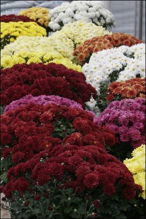 Mums provide dramatic shots of garden color in autumn.
