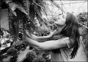 Berlin Gore rearranges ferns at Ben Sell Green House, where chrysanthemums have sold briskly. 