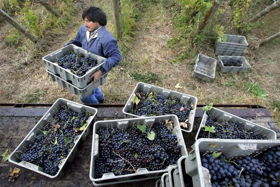 OHIO-GRAPE-HARVEST-LOOKING-GOOD