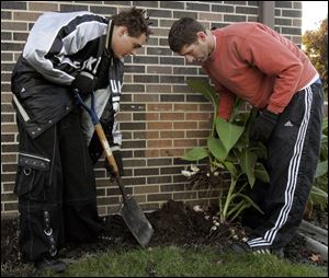 University of Findlay senior Mike Leach, right, helps Findlay High School student Josh Aldrich, 16, remove canna flower bulbs from around the student union to put in storage for the winter.