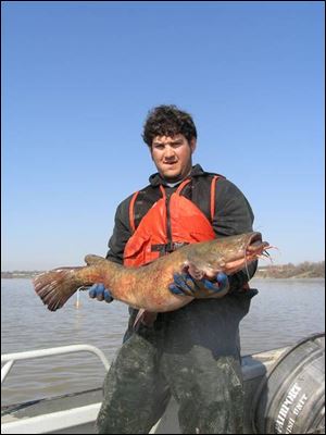 Jim McFee, an Ohio Division of Wildlife fisheries staffer, lifts a 30-inch, 17-pound flathead catfish caught in the Maumee River.