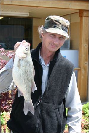 David Czlapinski of Toledo displays a trophy-size white bass of 2.93 pounds he took from the Maumee River. 