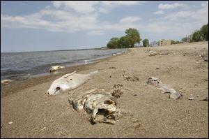 Dead fish litter the edge of Lake Erie on Port Clinton Beach.