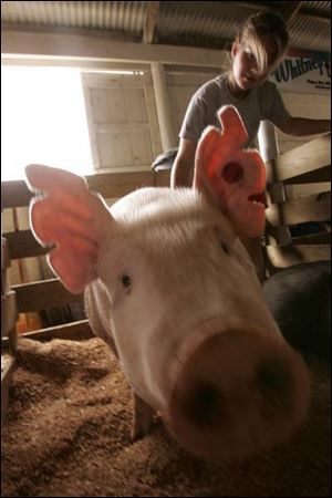 This little piggy went to the Lucas County Fair with Abby Curtis, 15, of Monclova Township.