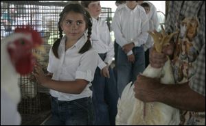 Christine Long, 9, of Whitehouse watches as poultry judge Bryan Crapo assesses the quality of a chicken at the Lucas County Fair. Livestock competitions are a staple of the fair, along with food, rides, music, and various forms of entertainment. The fair runs through Sunday at the Lucas County Recreation Center in Maumee.