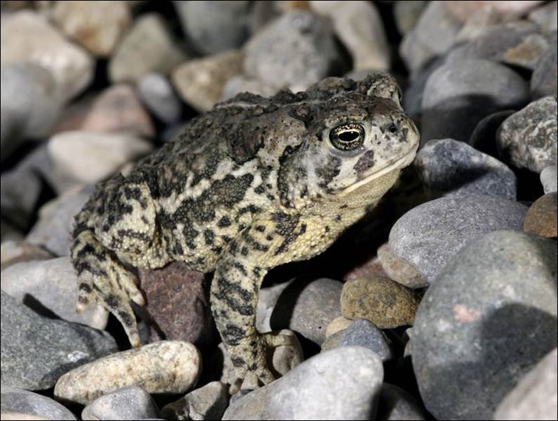 Rescuers race to save Central American frogs - Toledo Blade