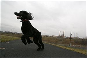 Poodle rushes to the rescue.