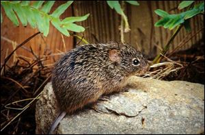 Actualy, this is a cotton rat, not the kind of rat they did the drug research on. But it's kinda cute, don't you think?