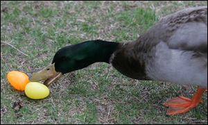 An inquisitive duck nudges at a plastic egg, just to make sure the animal hasn t misplaced one, at Olander Park.