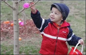 Ryan Whelan, 2, of Plymouth, Mich., finds an egg that's right for his reach during the egg hunt at Olander Park in Sylvania. 