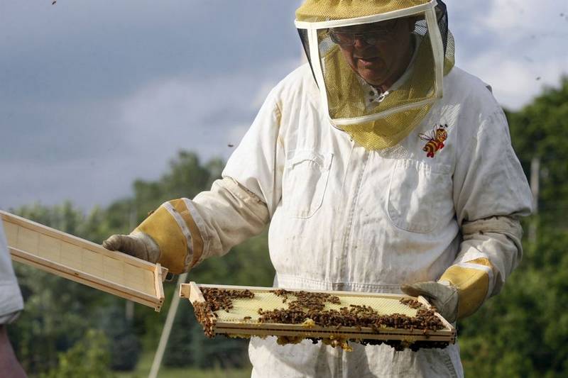 Colony-collapse disorder, stress among threats to pollinators - The Blade