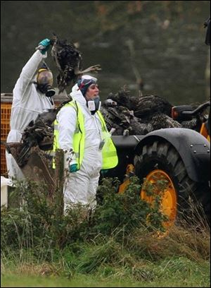 Dead Turkeys are loaded onto a excavator for transferring to a truck at Redgrave Park Farm, in Redgrave, England following an outbreak of bird flu at the turkey farm Tuesday.