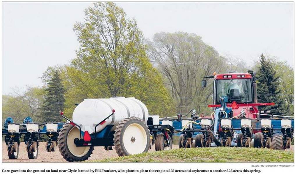 Corn-loses-glow-with-farmers