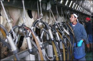 Roman Cabrera, who is an employee at the farm, works the milking machines.