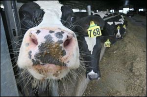 Some local opponents of the farms say they'll watch closely to see if cow manure contaminates local drinking water wells.