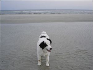 Digby enjoyed the beach on a recent Florida vacation.