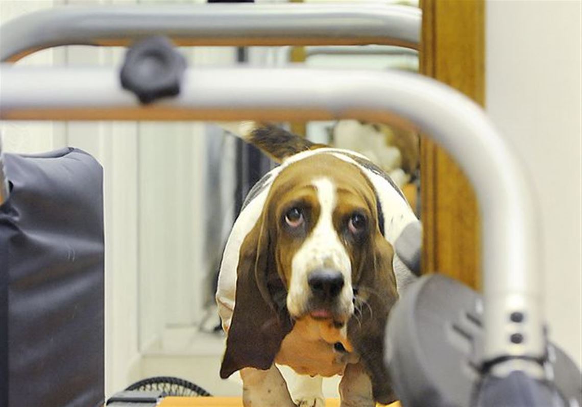 Dog Treadmills Help Keep Pups Fit 